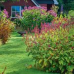 Persicaria Amplexicaulis: Many Faces and Hardy