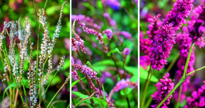 Persicaria Amplexicaulis: Many Faces and Hardy