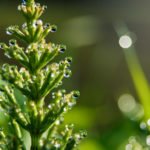 Horsetail – From the Garden Out!