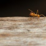 How to Get Rid of Ants in the House