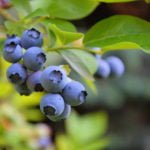 How to Grow Blueberries in the Country