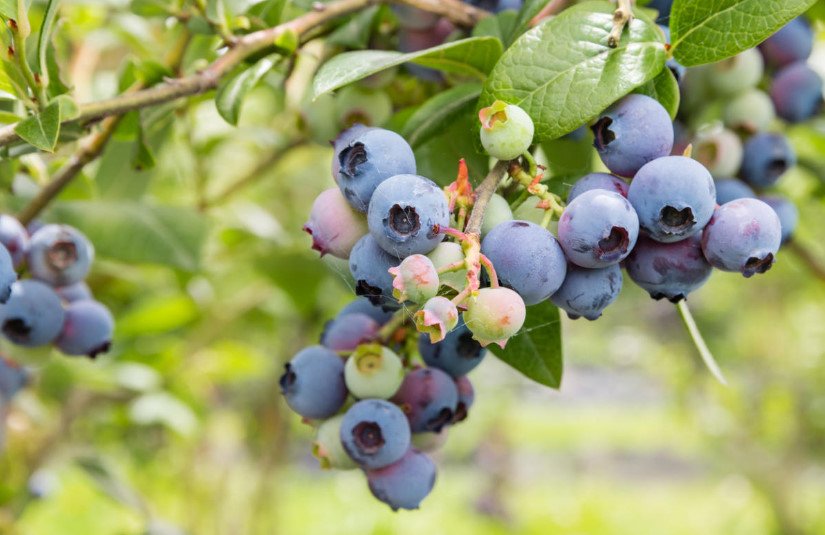 How to Grow Blueberries in the Country