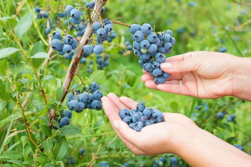 How to Grow Blueberries in the Country