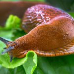 How to Get Rid of Slugs Forever
