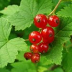 How to Propagate Red Currants Using Cuttings