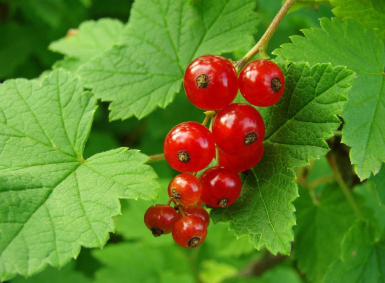 How to Propagate Red Currants Using Cuttings Best Landscape Ideas