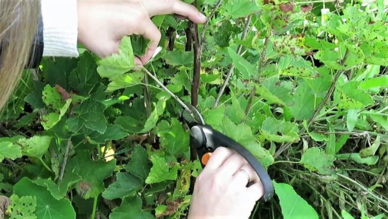 How to Propagate Red Currants Using Cuttings - Best Landscape Ideas