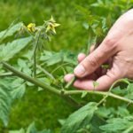 As a Side-Shoot Removing Tomato Correctly