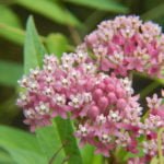 5 Best Asclepias Varieties – Names, How to Grow and Care for?