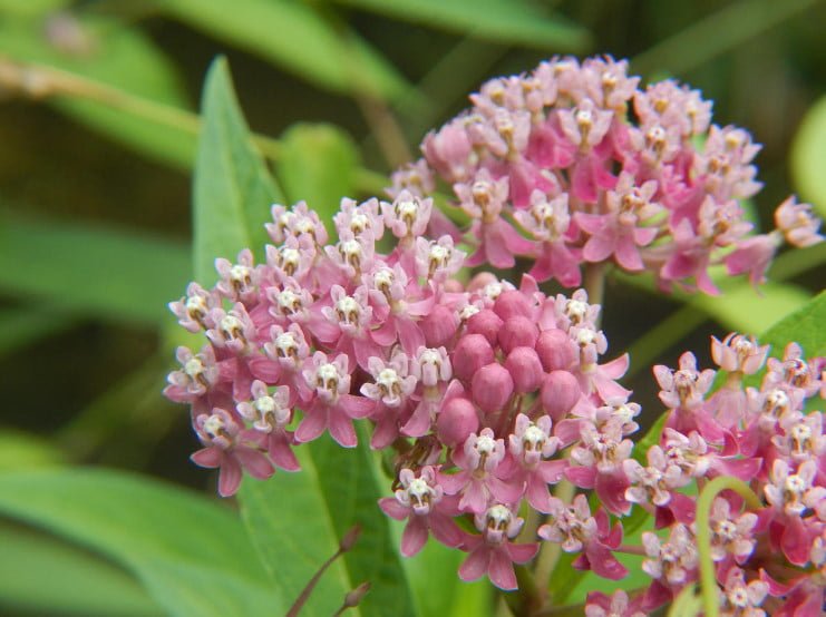 5 Best Asclepias Varieties - Names, How to Grow and Care for? - Best ...
