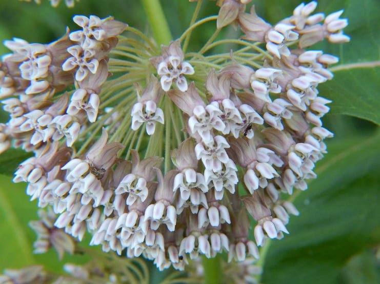 5 Best Asclepias Varieties - Names, How to Grow and Care for?