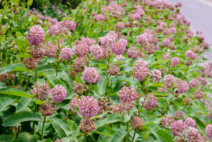 5 Best Asclepias Varieties - Names, How to Grow and Care for?