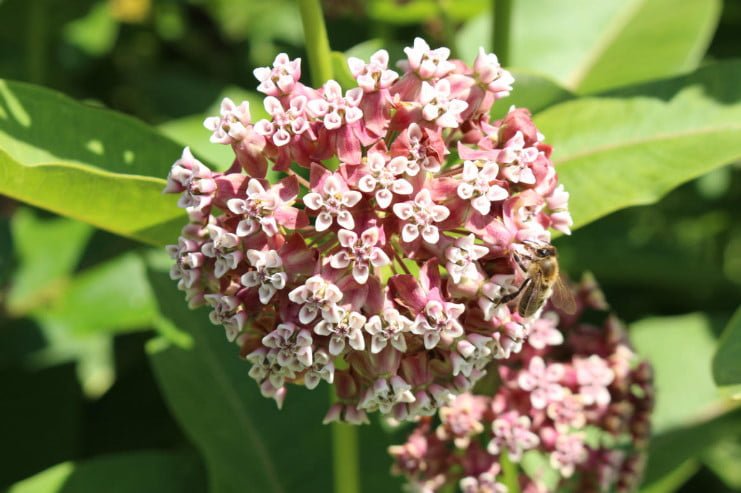 5 Best Asclepias Varieties - Names, How to Grow and Care for?