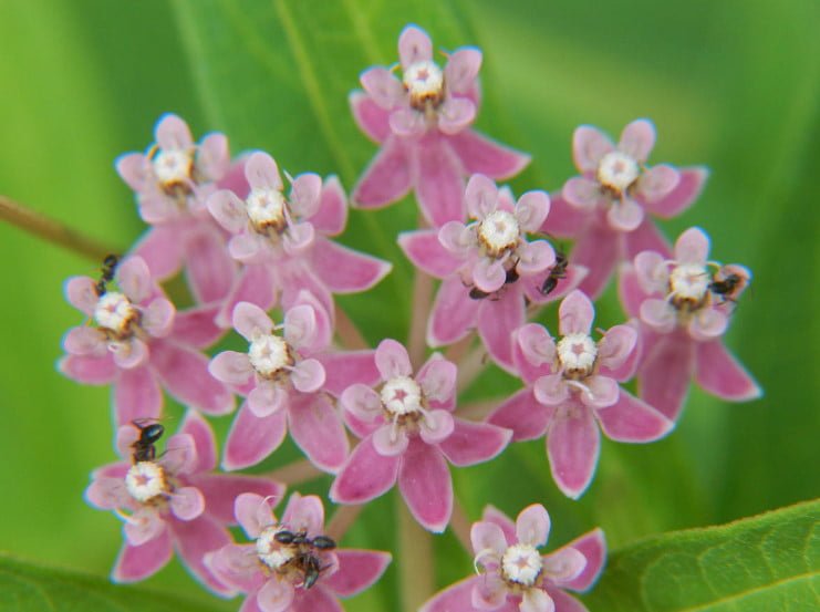 5 Best Asclepias Varieties - Names, How to Grow and Care for?