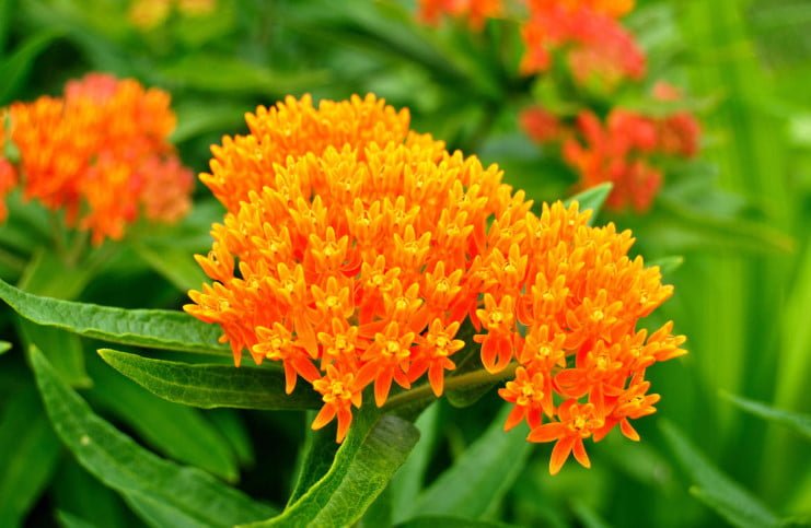 5 Best Asclepias Varieties - Names, How to Grow and Care for?