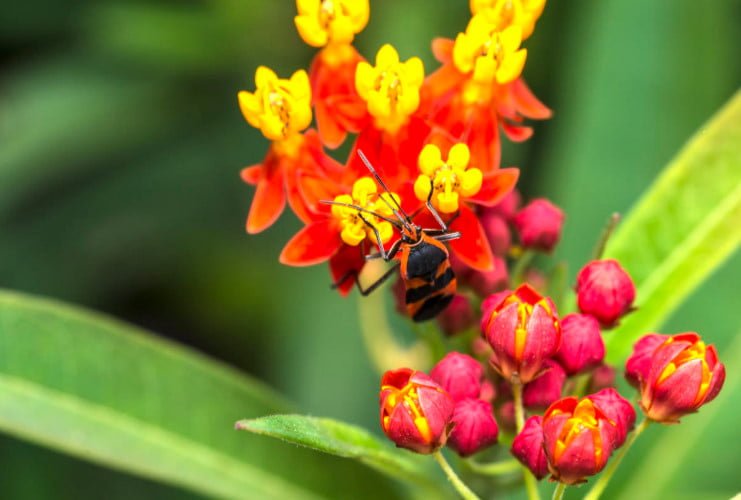 5 Best Asclepias Varieties - Names, How to Grow and Care for?