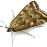 Meadow Moth: a Dangerous Pest With a Tender Name