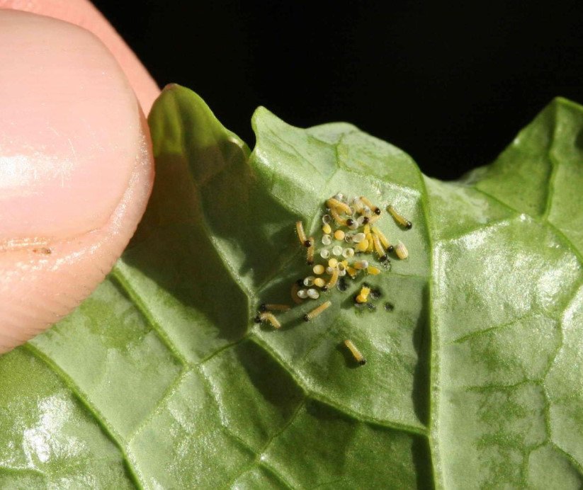 Meadow Moth: a Dangerous Pest With a Tender Name - Best Landscape Ideas