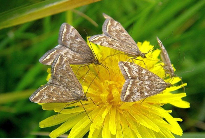 Meadow Moth: a Dangerous Pest With a Tender Name