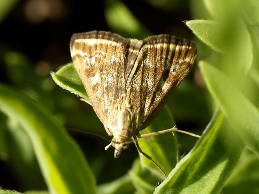 Meadow Moth: a Dangerous Pest With a Tender Name