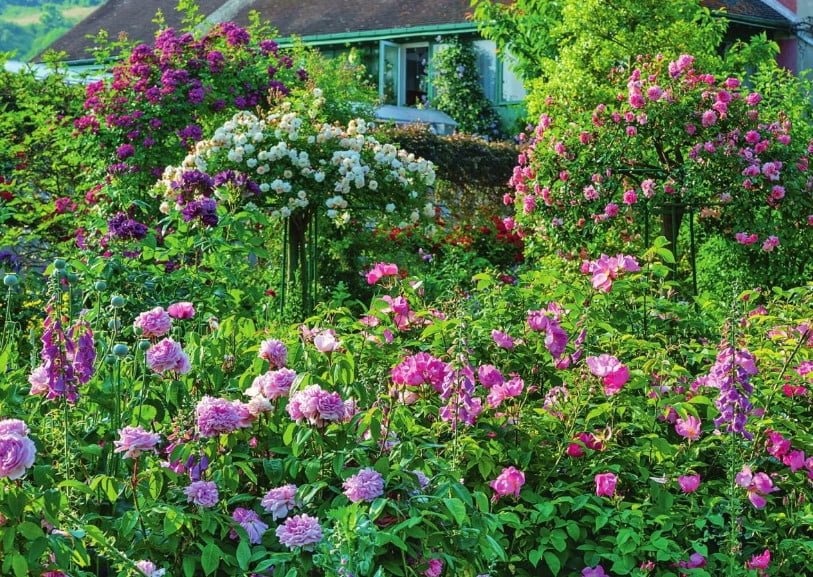 New Varieties of Roses-Spectacular and Unpretentious - Best Landscape Ideas