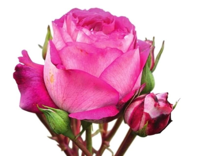 New Varieties of Roses-Spectacular and Unpretentious