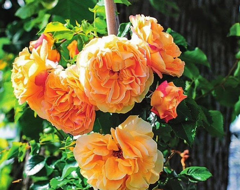 New Varieties of Roses-Spectacular and Unpretentious