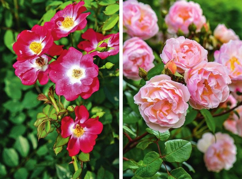 New Varieties of Roses-Spectacular and Unpretentious