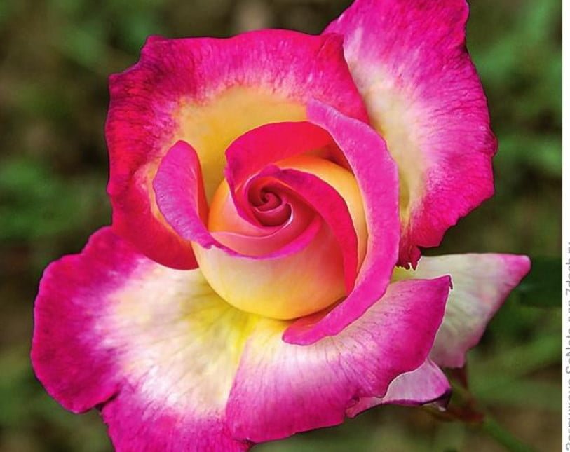 New Varieties of Roses-Spectacular and Unpretentious