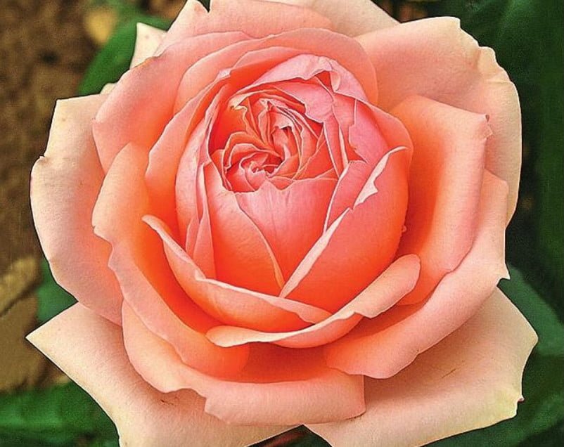 New Varieties of Roses-Spectacular and Unpretentious