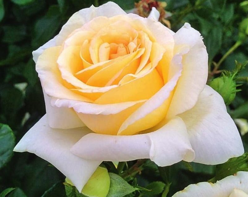 New Varieties of Roses-Spectacular and Unpretentious