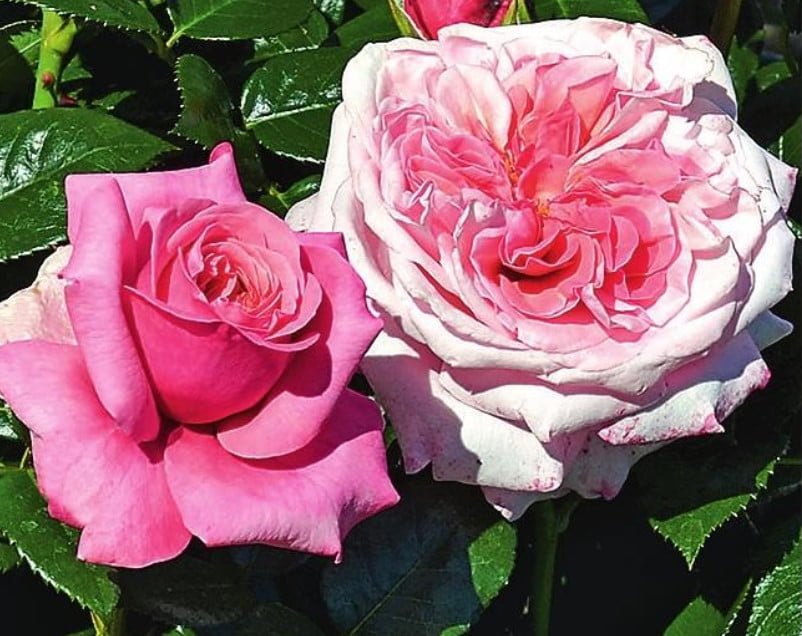 New Varieties of Roses-Spectacular and Unpretentious