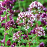 Oregano and Marjoram: Similarities and Differences