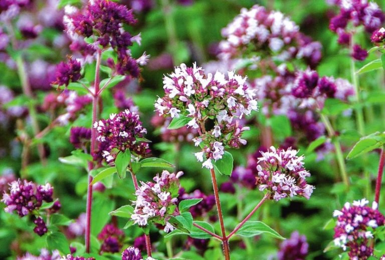 Oregano and Marjoram Similarities and Differences Best Landscape Ideas