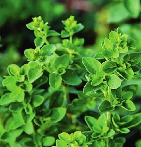 Oregano and Marjoram: Similarities and Differences