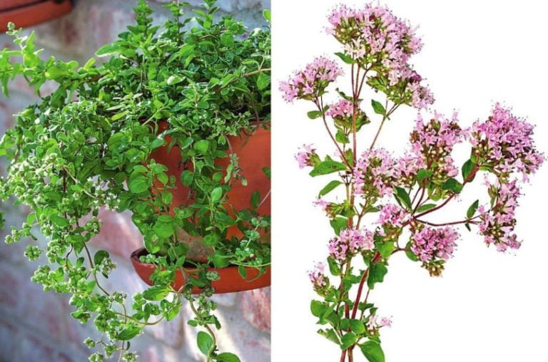 Oregano and Marjoram Similarities and Differences Best Landscape Ideas