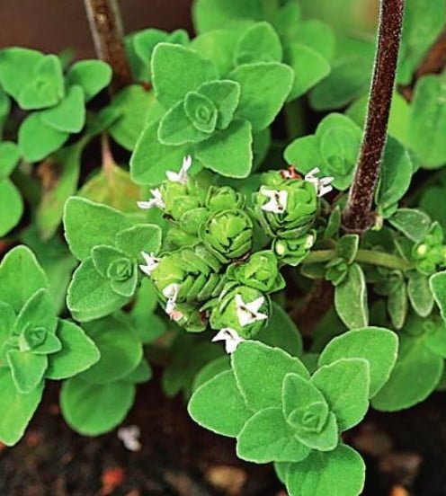 Oregano and Marjoram: Similarities and Differences