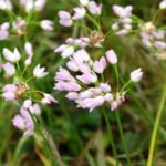 Rare Bulbous Plants From the Families of Lily, Onion and Colchicaceae