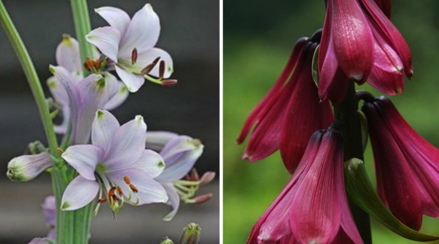 Rare Bulbous Plants From the Families of Lily, Onion and Colchicaceae