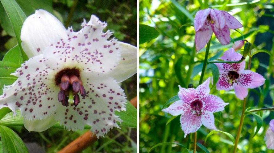 Rare Bulbous Plants From the Families of Lily, Onion and Colchicaceae
