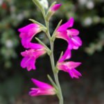 Rare Bulbous Plants of the Iris and Hyacinth Families