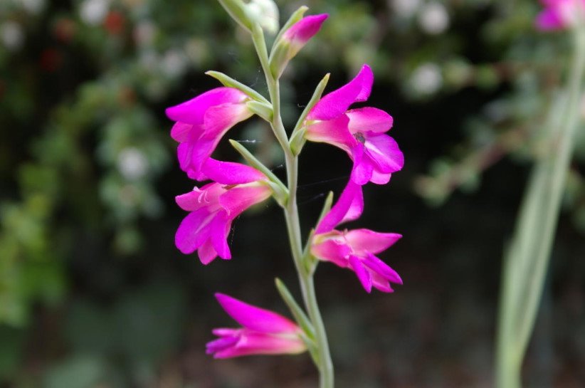 Rare Bulbous Plants Rare Bulbous Plants of the Iris and Hyacinth Families Best Landscape