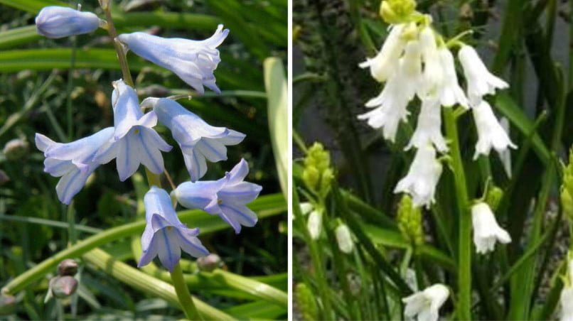 Rare Bulbous Plants of the Iris and Hyacinth Families