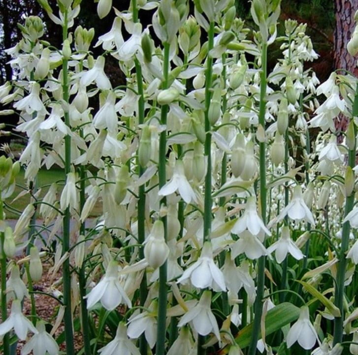 Rare Bulbous Plants of the Iris and Hyacinth Families