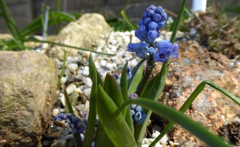 Rare Bulbous Plants of the Iris and Hyacinth Families