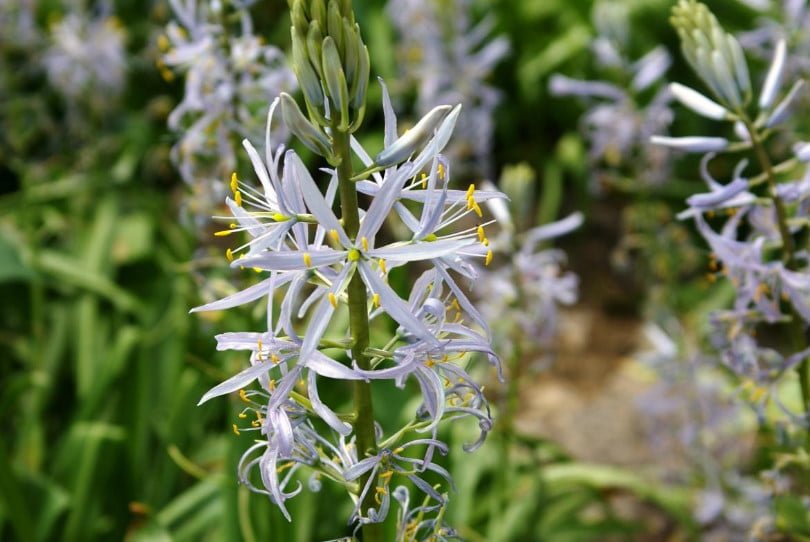 Rare Bulbous Plants of the Iris and Hyacinth Families