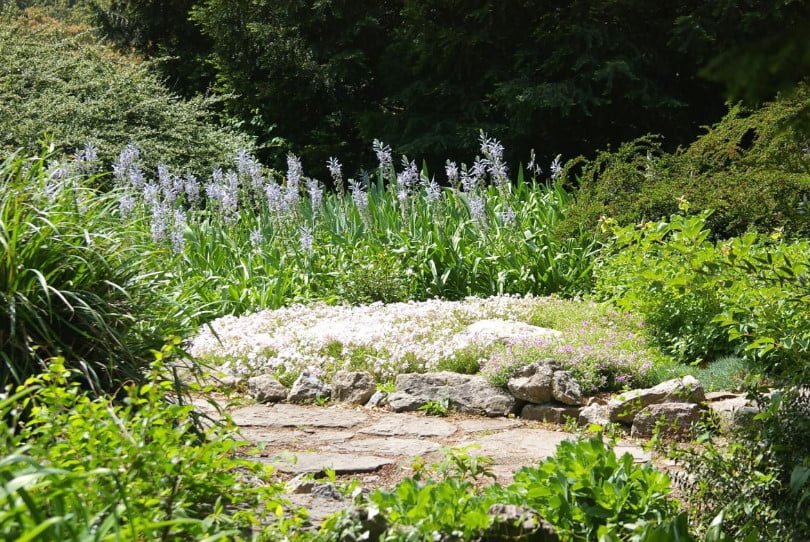 Rare Bulbous Plants of the Iris and Hyacinth Families