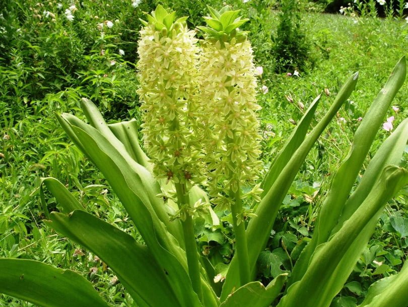 Rare Bulbous Plants of the Iris and Hyacinth Families