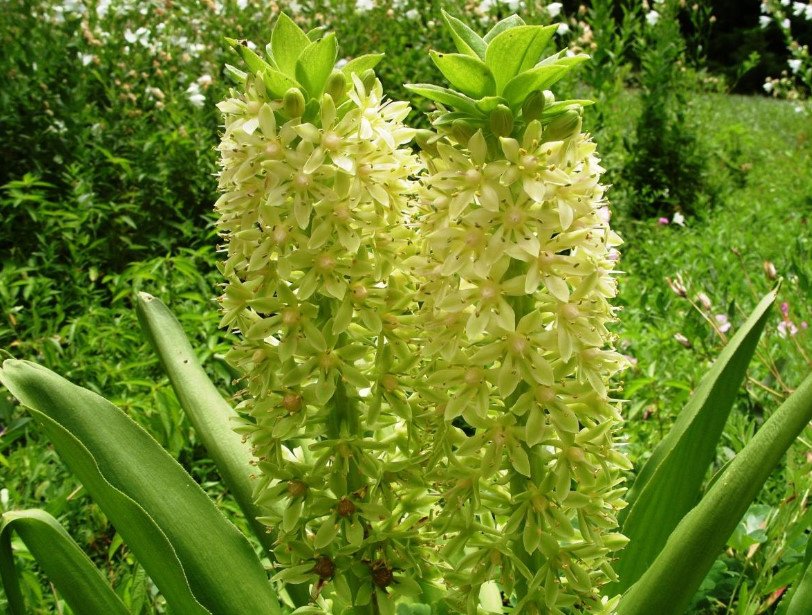 Rare Bulbous Plants of the Iris and Hyacinth Families