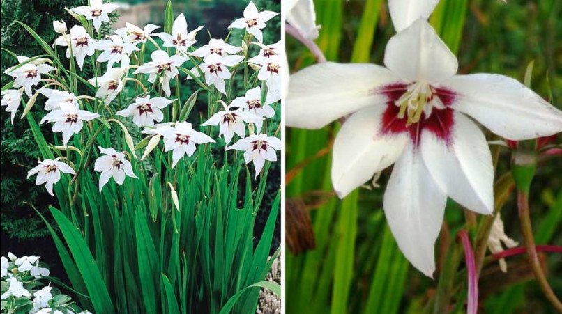 Rare Bulbous Plants of the Iris and Hyacinth Families
